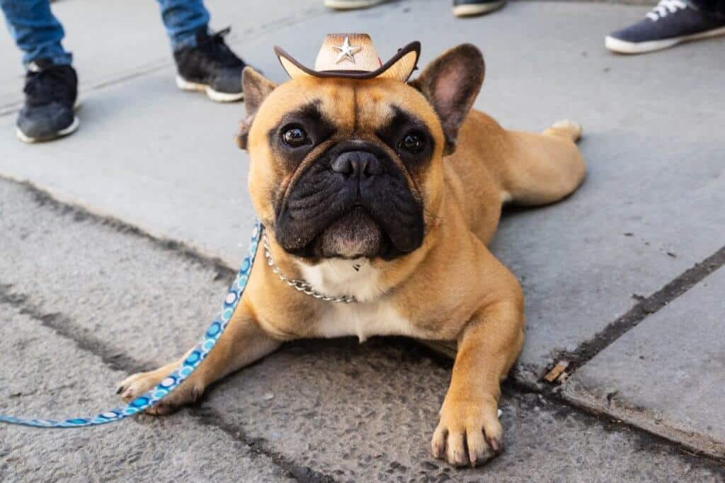 dog hat
