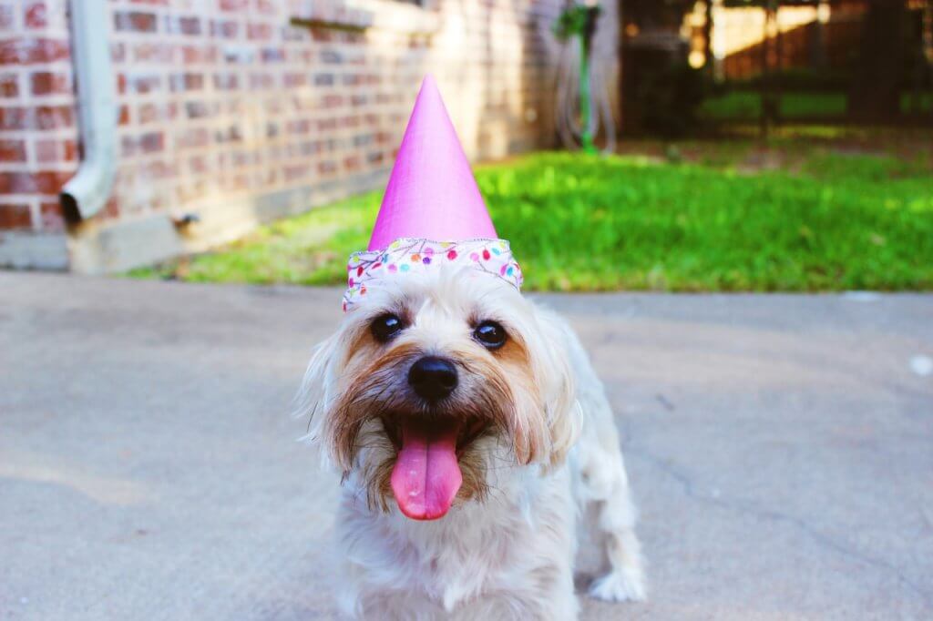 dog party hat